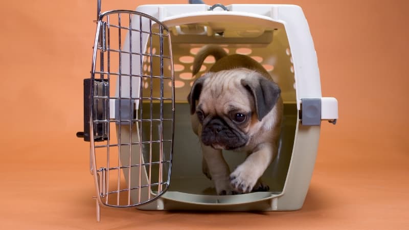Dog Cage